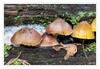 Dateiname=2020_10_Gruppe_Minipilze_05.jpg
Dateigröße=1161KB
Abmessungen: 1200x832
hinzugefügt am: 26. Oktober 2020 2020_10_Gruppe_Minipilze_05.jpg