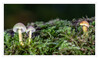Dateiname=2020_10_Minipilze_01.jpg
Dateigröße=644KB
Abmessungen: 1200x716
hinzugefügt am: 15. Oktober 2020 2020_10_Minipilze_01.jpg