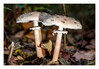 Dateiname=2020_10_Parasol_mit_Besucher_02.jpg
Dateigröße=713KB
Abmessungen: 1200x833
hinzugefügt am: 16. Oktober 2020 2020_10_Parasol_mit_Besucher_02.jpg