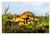 Dateiname=2020_10_Pilzfamilie_01.jpg
Dateigröße=622KB
Abmessungen: 1200x829
hinzugefügt am: 12. Oktober 2020 2020_10_Pilzfamilie_01.jpg