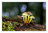 Dateiname=2020_10_Stockschwaemmchen_08.jpg
Dateigröße=662KB
Abmessungen: 1200x834
hinzugefügt am: 18. Oktober 2020 2020_10_Stockschwaemmchen_08.jpg