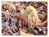 Dateiname=2020_11_Korallenpilz_02.jpg
Dateigröße=1110KB
Abmessungen: 1200x919
hinzugefügt am: 09. November 2020 2020_11_Korallenpilz_02.jpg