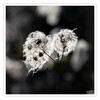 Dateiname=2021_01_Im_Gegenlicht_06.jpg
Dateigröße=684KB
Abmessungen: 1200x1200
hinzugefügt am: 05. Februar 2021 2021_01_Im_Gegenlicht_06.jpg