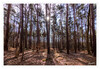 Dateiname=2021_03_Baeume_mit_Sonnenstein_02.jpg
Dateigröße=1432KB
Abmessungen: 1200x829
hinzugefügt am: 25. März 2021 2021_03_Baeume_mit_Sonnenstein_02.jpg