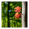 Dateiname=2021_05_Rot-Gruen_01.jpg
Dateigröße=1012KB
Abmessungen: 1200x1200
hinzugefügt am: 24. Mai 2021 2021_05_Rot-Gruen_01.jpg