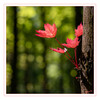 Dateiname=2021_05_Rot-Gruen_03.jpg
Dateigröße=838KB
Abmessungen: 1200x1200
hinzugefügt am: 27. Mai 2021 2021_05_Rot-Gruen_03.jpg