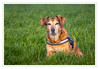 Dateiname=2022_04_Im_Feld_06.jpg
Dateigröße=861KB
Abmessungen: 1200x833
hinzugefügt am: 14. April 2022 2022_04_Im_Feld_06.jpg
