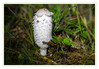 Dateiname=2022_09_Tintling_01.jpg
Dateigröße=806KB
Abmessungen: 1200x838
hinzugefügt am: 29. September 2022 2022_09_Tintling_01.jpg