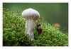 Dateiname=2022_10_Flaschenstaeubling_02.jpg
Dateigröße=863KB
Abmessungen: 1200x829
hinzugefügt am: 21. Oktober 2022 2022_10_Flaschenstaeubling_02.jpg