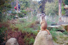 Dateiname=2022_10_Krefelder_Zoo_Erdmaennchen_02.jpg
Dateigröße=1210KB
Abmessungen: 1200x800
hinzugefügt am: 04. November 2022 2022_10_Krefelder_Zoo_Erdmaennchen_02.jpg