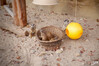 Dateiname=2022_10_Krefelder_Zoo_Erdmaennchen_05.jpg
Dateigröße=970KB
Abmessungen: 1200x800
hinzugefügt am: 04. November 2022 2022_10_Krefelder_Zoo_Erdmaennchen_05.jpg
