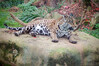 Dateiname=2022_10_Krefelder_Zoo_Jaguar_01.jpg
Dateigröße=1169KB
Abmessungen: 1200x800
hinzugefügt am: 02. November 2022 2022_10_Krefelder_Zoo_Jaguar_01.jpg