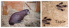 Dateiname=2022_10_Krefelder_Zoo_Tapir.jpg
Dateigröße=750KB
Abmessungen: 1200x502
hinzugefügt am: 02. November 2022 2022_10_Krefelder_Zoo_Tapir.jpg
