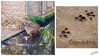 Dateiname=2022_10_Krefelder_Zoo_Wasserschwein.jpg
Dateigröße=1099KB
Abmessungen: 1200x679
hinzugefügt am: 02. November 2022 2022_10_Krefelder_Zoo_Wasserschwein.jpg