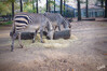 2022_10_Krefelder_Zoo_Zebras_01.jpg