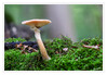 Dateiname=2022_10_Minipilz_03.jpg
Dateigröße=888KB
Abmessungen: 1200x833
hinzugefügt am: 29. Oktober 2022 2022_10_Minipilz_03.jpg