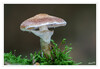 Dateiname=2022_10_Minipilze_01.jpg
Dateigröße=624KB
Abmessungen: 1200x831
hinzugefügt am: 30. Oktober 2022 2022_10_Minipilze_01.jpg