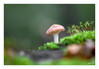 Dateiname=2022_10_Minipilze_06.jpg
Dateigröße=431KB
Abmessungen: 1200x833
hinzugefügt am: 30. Oktober 2022 2022_10_Minipilze_06.jpg