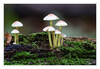 Dateiname=2022_10_Minipilze_10.jpg
Dateigröße=862KB
Abmessungen: 1200x831
hinzugefügt am: 22. Oktober 2022 2022_10_Minipilze_10.jpg