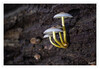 Dateiname=2022_10_Minipilze_19.jpg
Dateigröße=735KB
Abmessungen: 1200x829
hinzugefügt am: 10. November 2022 2022_10_Minipilze_19.jpg