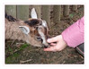 Dateiname=2023_01_Im_Fuetterzoo_Hand.jpg
Dateigröße=862KB
Abmessungen: 1200x933
hinzugefügt am: 07. Januar 2023 2023_01_Im_Fuetterzoo_Hand.jpg