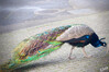 Dateiname=2023_01_Pfau.jpg
Dateigröße=1008KB
Abmessungen: 1200x800
hinzugefügt am: 06. Januar 2023 2023_01_Pfau.jpg