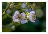 Dateiname=2023_06_Brombeerblueten_01.jpg
Dateigröße=567KB
Abmessungen: 1200x841
hinzugefügt am: 15. Juni 2023 2023_06_Brombeerblueten_01.jpg