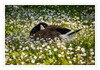 Dateiname=2023_06_Kanadagans_01.jpg
Dateigröße=831KB
Abmessungen: 1200x840
hinzugefügt am: 16. Juni 2023 2023_06_Kanadagans_01.jpg