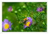 Dateiname=2023_08_Hummel_auf_Herbstaster_01.jpg
Dateigröße=579KB
Abmessungen: 1200x835
hinzugefügt am: 01. September 2023 2023_08_Hummel_auf_Herbstaster_01.jpg