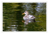Dateiname=2023_10_Ente_02.jpg
Dateigröße=905KB
Abmessungen: 1200x844
hinzugefügt am: 04. November 2023 2023_10_Ente_02.jpg