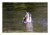 Dateiname=2023_10_Ente_schlaegt_Fluegel_11.jpg
Dateigröße=794KB
Abmessungen: 1200x838
hinzugefügt am: 06. November 2023 2023_10_Ente_schlaegt_Fluegel_11.jpg