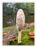 Dateiname=2023_10_Tintling_11.jpg
Dateigröße=732KB
Abmessungen: 933x1200
hinzugefügt am: 30. Oktober 2023 2023_10_Tintling_11.jpg