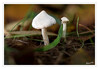 Dateiname=2023_10_Winzlinge_03.jpg
Dateigröße=500KB
Abmessungen: 1200x833
hinzugefügt am: 23. Oktober 2023 2023_10_Winzlinge_03.jpg