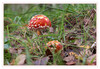 Dateiname=2023_11_Fliegenpilz_01.jpg
Dateigröße=872KB
Abmessungen: 1200x829
hinzugefügt am: 03. November 2023 2023_11_Fliegenpilz_01.jpg