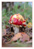 Dateiname=2023_11_Fliegenpilz_02.jpg
Dateigröße=595KB
Abmessungen: 829x1200
hinzugefügt am: 03. November 2023 2023_11_Fliegenpilz_02.jpg