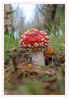 Dateiname=2023_11_Fliegenpilz_03.jpg
Dateigröße=677KB
Abmessungen: 833x1200
hinzugefügt am: 03. November 2023 2023_11_Fliegenpilz_03.jpg