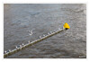 Dateiname=2023_12_Tauben_01.jpg
Dateigröße=978KB
Abmessungen: 1200x832
hinzugefügt am: 04. Januar 2024 2023_12_Tauben_01.jpg