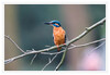 Dateiname=2024_03_Eisvogel_05.jpg
Dateigröße=526KB
Abmessungen: 1200x832
hinzugefügt am: 20. März 2024 2024_03_Eisvogel_05.jpg
