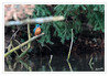 Dateiname=2024_03_Eisvogel_20.jpg
Dateigröße=722KB
Abmessungen: 1200x834
hinzugefügt am: 20. März 2024 2024_03_Eisvogel_20.jpg