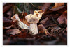 Dateiname=2024_10_Herbst-Lorchel_03.jpg
Dateigröße=689KB
Abmessungen: 1200x831
hinzugefügt am: 31. Oktober 2024 2024_10_Herbst-Lorchel_03.jpg