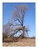 Dateiname=2025_02_Baum_am_Rhein_01.jpg
Dateigröße=1003KB
Abmessungen: 930x1200
hinzugefügt am: 20. Februar 2025 2025_02_Baum_am_Rhein_01.jpg