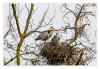 Dateiname=2025_03_Reiher_09.jpg
Dateigröße=1044KB
Abmessungen: 1200x829
hinzugefügt am: 26. März 2025 2025_03_Reiher_09.jpg