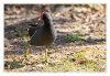 Dateiname=2025_03_Teichhuhn_02.jpg
Dateigröße=932KB
Abmessungen: 1200x829
hinzugefügt am: 28. März 2025 2025_03_Teichhuhn_02.jpg