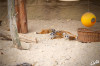 2025_03_Zoo_Krefeld_Erdmaennchen_02.jpg