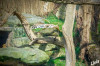 2025_03_Zoo_Krefeld_Leopard.jpg