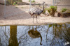 2025_03_Zoo_Krefeld_Nandu.jpg