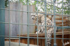 2025_03_Zoo_Krefeld_Schneeleopard_01.jpg