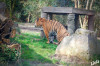 2025_03_Zoo_Krefeld_Tiger.jpg