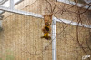 2025_03_Zoo_Krefeld_Webervogel.jpg