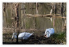 Dateiname=2025_04_Schwaene_Nestbau_06.jpg
Dateigröße=836KB
Abmessungen: 1200x829
hinzugefügt am: 06. April 2025 2025_04_Schwaene_Nestbau_06.jpg